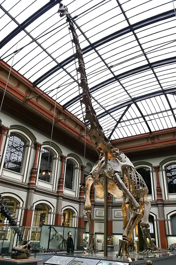 003 | 2005 | Berlin | Museum für Naturkunde | © carsten riede fotografie