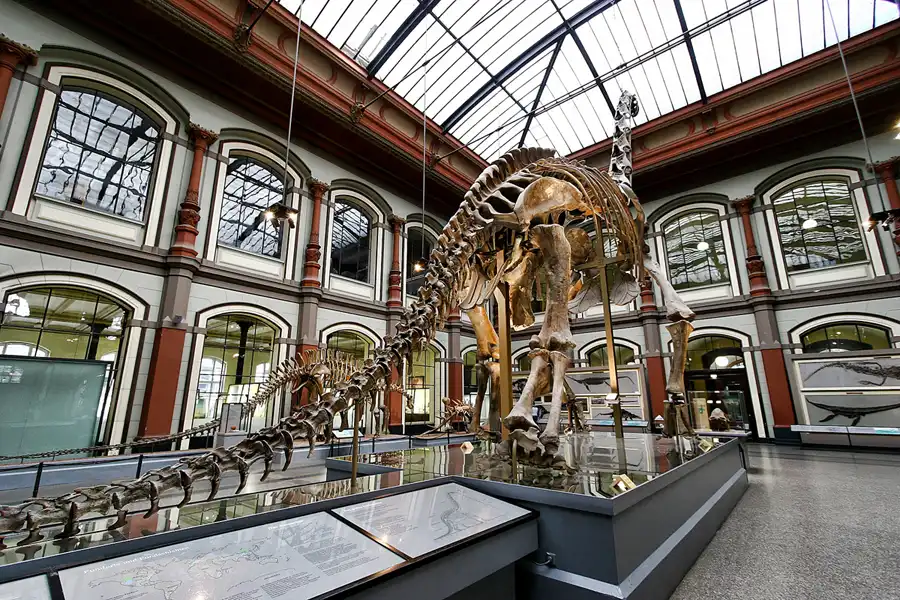 004 | 2005 | Berlin | Museum für Naturkunde | © carsten riede fotografie