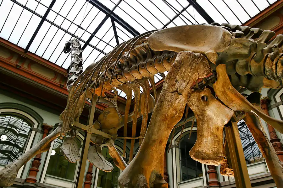 008 | 2005 | Berlin | Museum für Naturkunde | © carsten riede fotografie