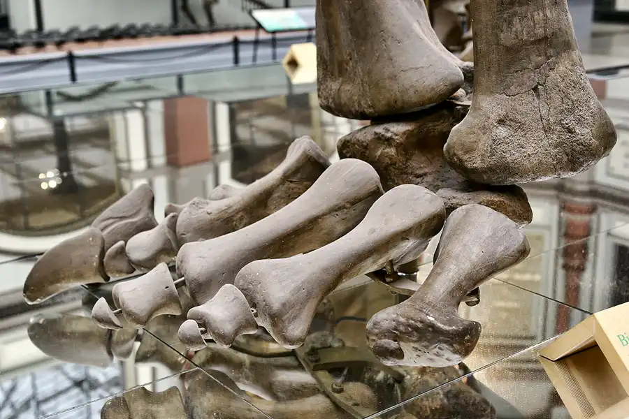 010 | 2005 | Berlin | Museum für Naturkunde | © carsten riede fotografie