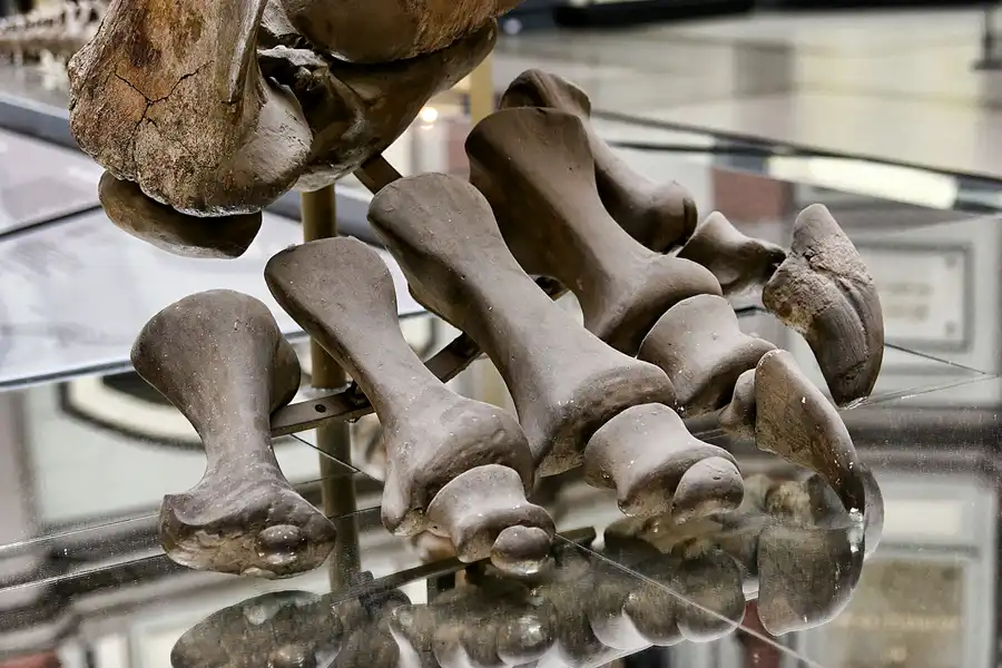 011 | 2005 | Berlin | Museum für Naturkunde | © carsten riede fotografie