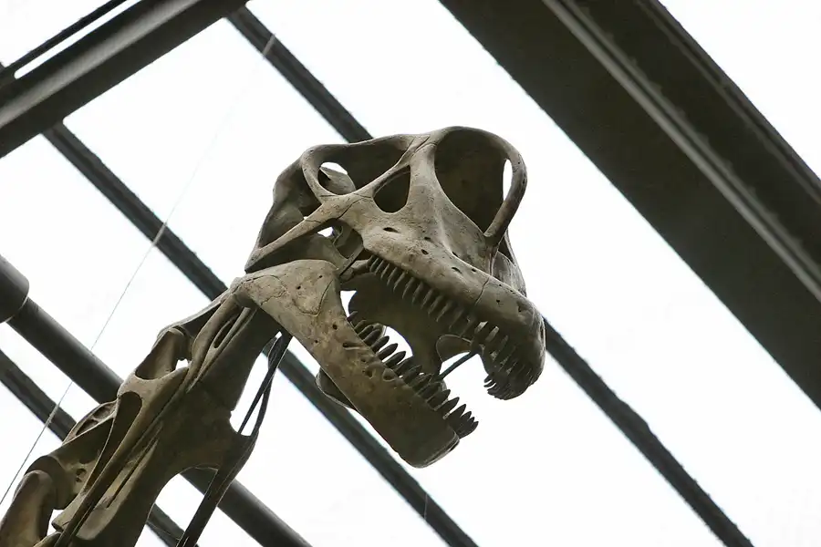 012 | 2005 | Berlin | Museum für Naturkunde | © carsten riede fotografie