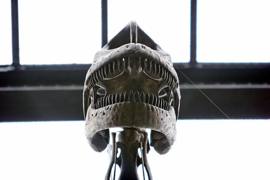 013 | 2005 | Berlin | Museum für Naturkunde | © carsten riede fotografie