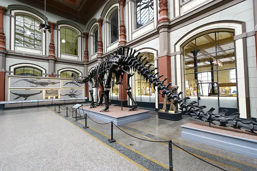 016 | 2005 | Berlin | Museum für Naturkunde | © carsten riede fotografie