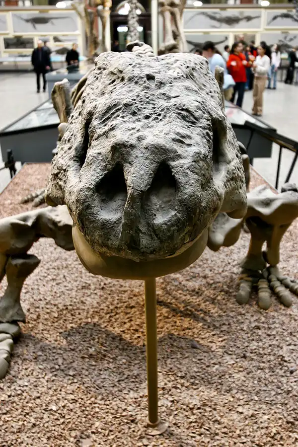 019 | 2005 | Berlin | Museum für Naturkunde | © carsten riede fotografie