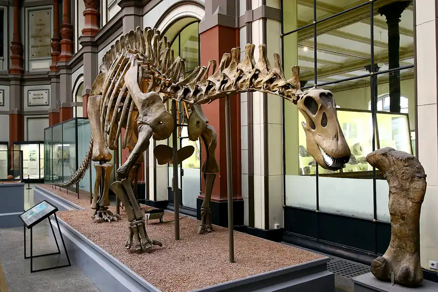 022 | 2005 | Berlin | Museum für Naturkunde | © carsten riede fotografie