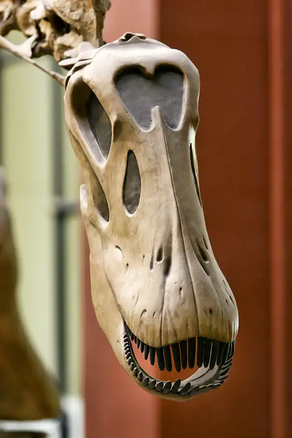 023 | 2005 | Berlin | Museum für Naturkunde | © carsten riede fotografie