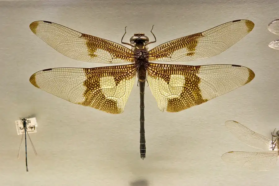 028 | 2005 | Berlin | Museum für Naturkunde | © carsten riede fotografie