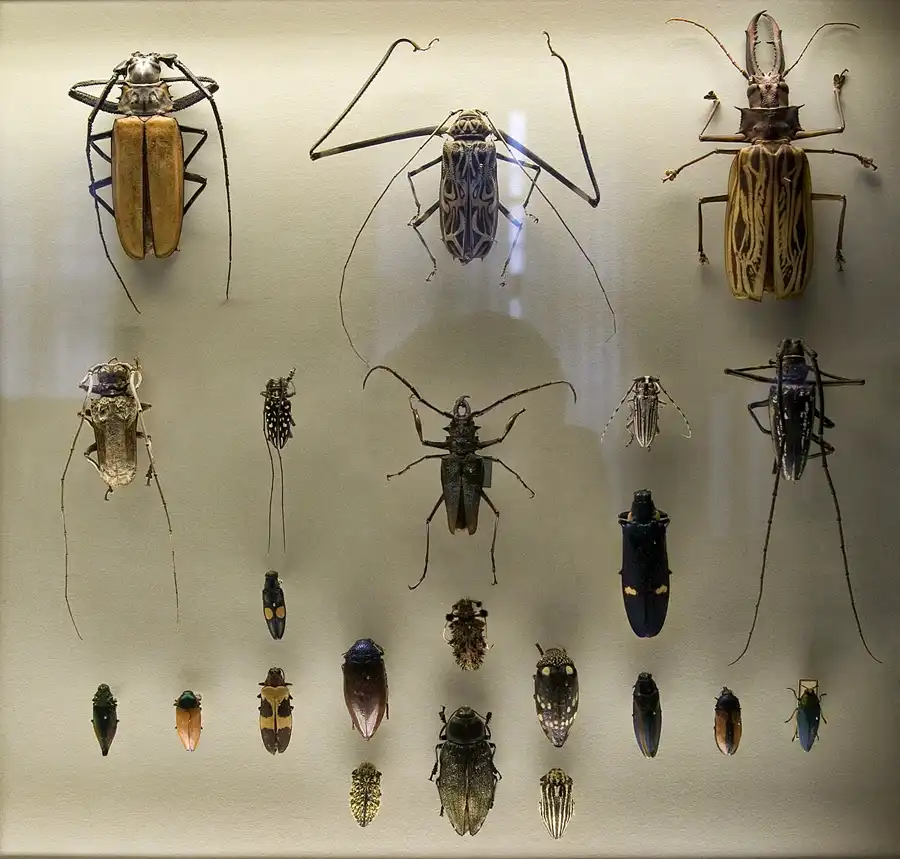 029 | 2005 | Berlin | Museum für Naturkunde | © carsten riede fotografie