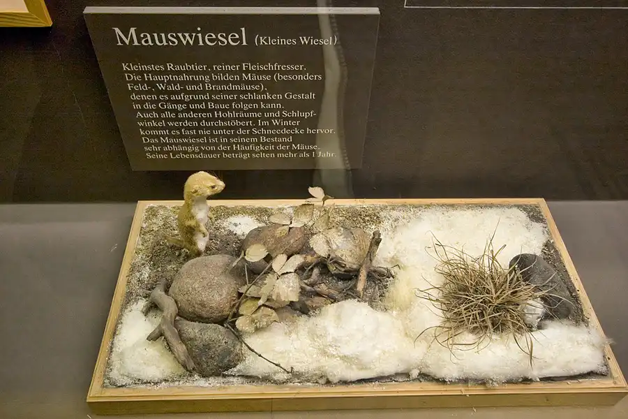 037 | 2005 | Berlin | Museum für Naturkunde | © carsten riede fotografie