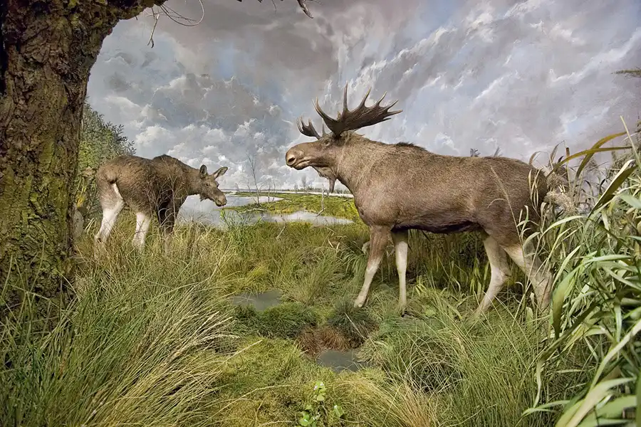 038 | 2005 | Berlin | Museum für Naturkunde | © carsten riede fotografie