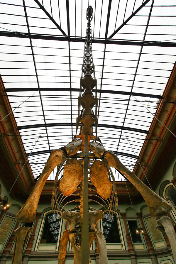 006 | 2005 | Berlin | Museum für Naturkunde | © carsten riede fotografie