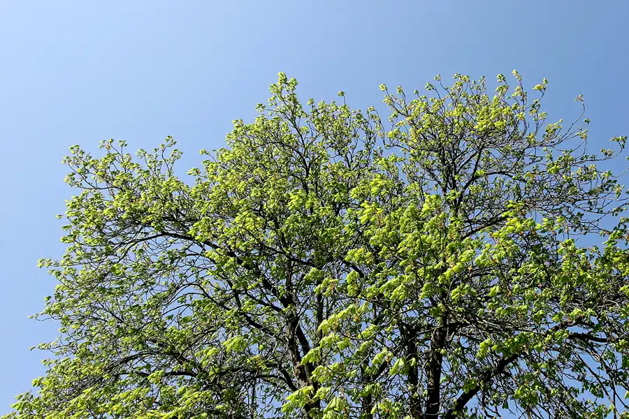 014 | 2005 | Berlin | Obersee-Orankesee-Park | © carsten riede fotografie