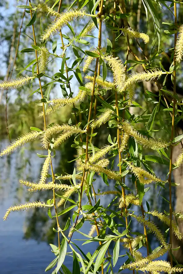 016 | 2005 | Berlin | Obersee-Orankesee-Park | © carsten riede fotografie