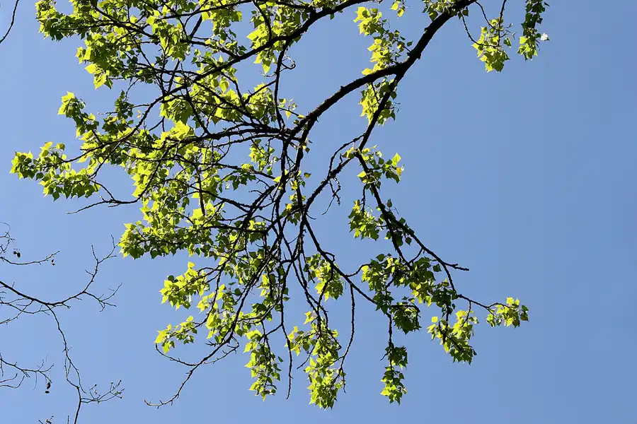 017 | 2005 | Berlin | Obersee-Orankesee-Park | © carsten riede fotografie