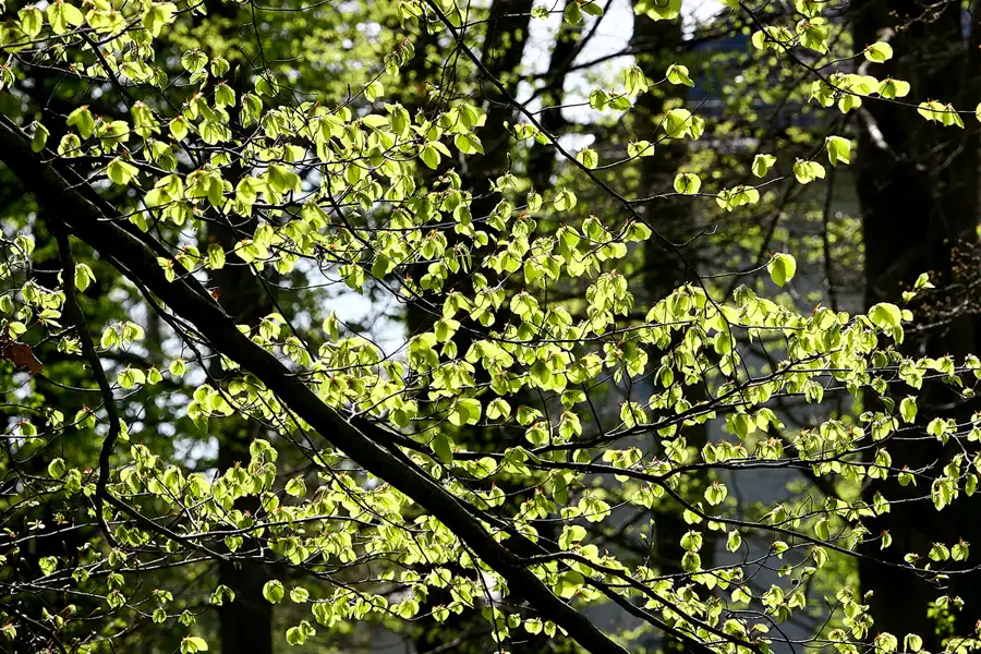 020 | 2005 | Berlin | Obersee-Orankesee-Park | © carsten riede fotografie