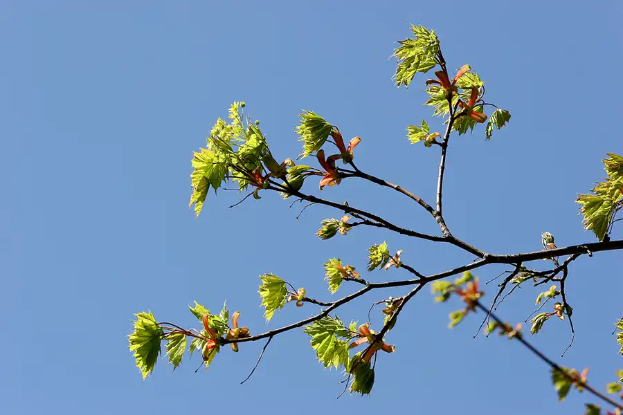 021 | 2005 | Berlin | Obersee-Orankesee-Park | © carsten riede fotografie
