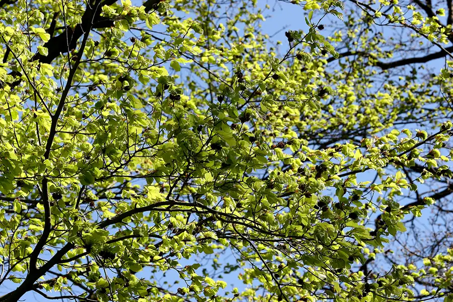 022 | 2005 | Berlin | Obersee-Orankesee-Park | © carsten riede fotografie