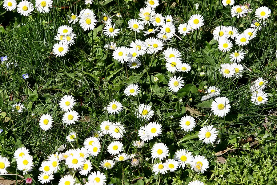 026 | 2005 | Berlin | Obersee-Orankesee-Park | © carsten riede fotografie