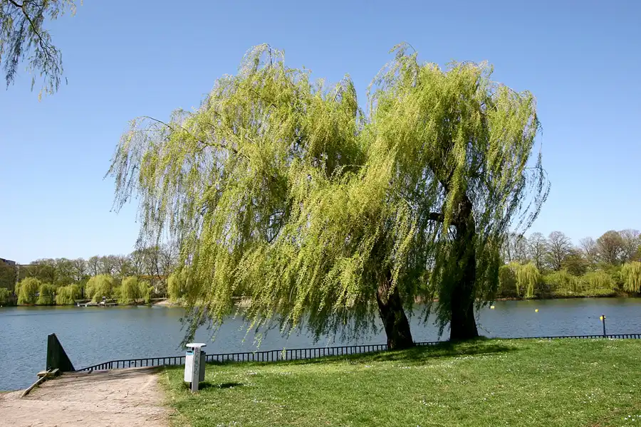 036 | 2005 | Berlin | Obersee-Orankesee-Park | © carsten riede fotografie