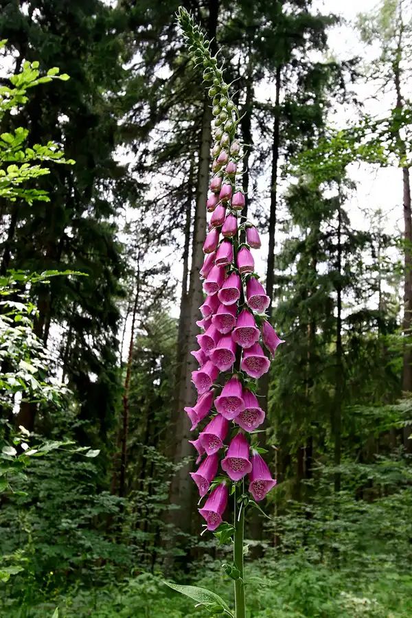 052 | 2005 | Kirnitzschtal | Hinterhermsdorf – Obere Schleuse | © carsten riede fotografie