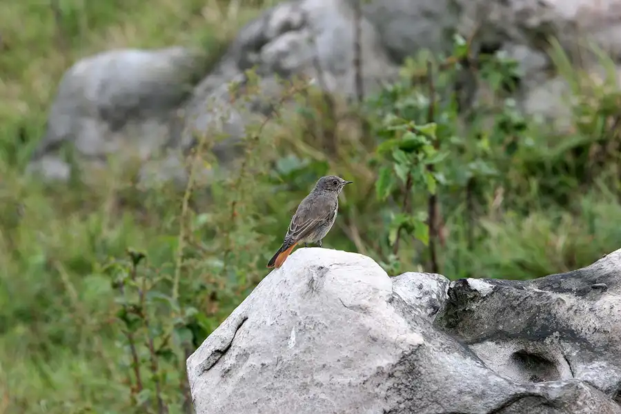 045 | 2005 | Harz | Teufelsmauer | © carsten riede fotografie