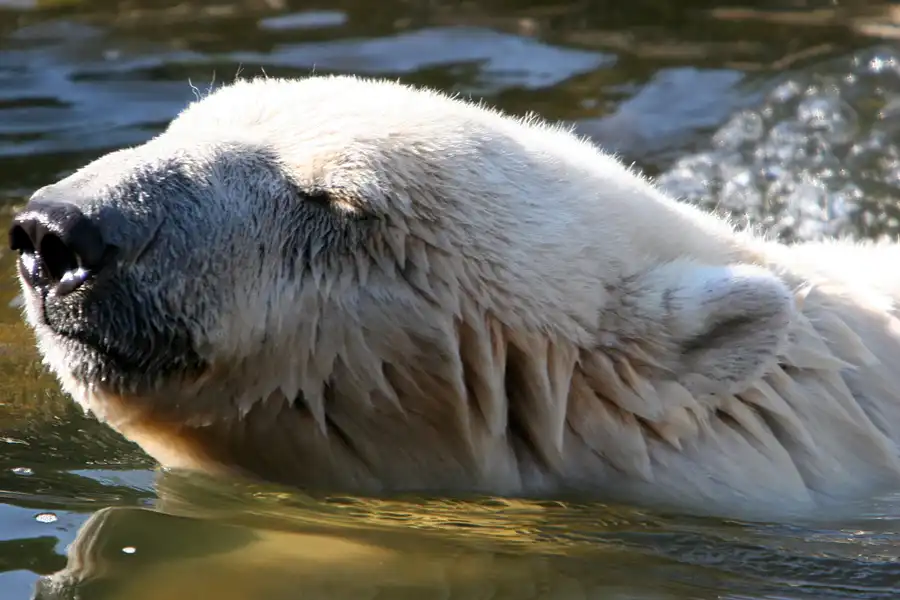 002 | 2005 | Berlin | Tierpark Friedrichsfelde | © carsten riede fotografie