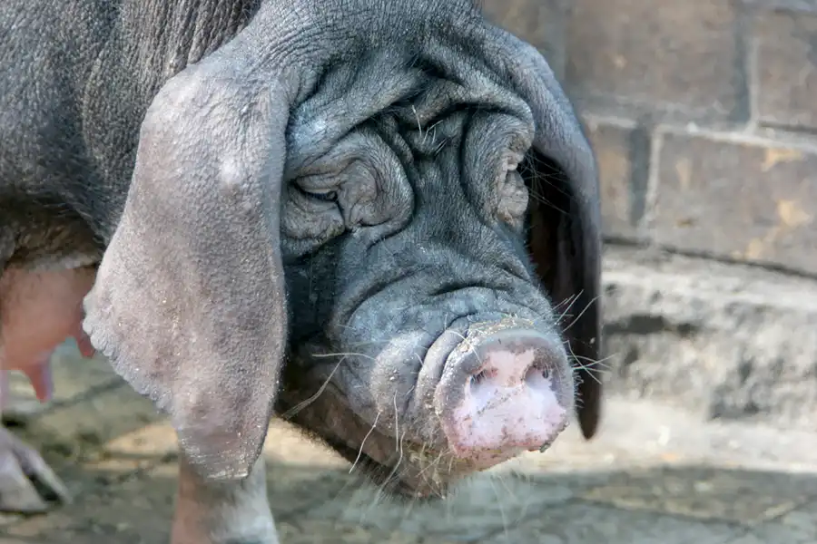 004 | 2005 | Berlin | Tierpark Friedrichsfelde | © carsten riede fotografie