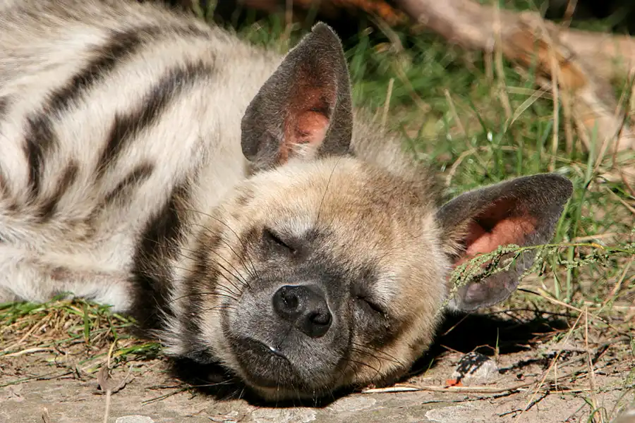 006 | 2005 | Berlin | Tierpark Friedrichsfelde | © carsten riede fotografie