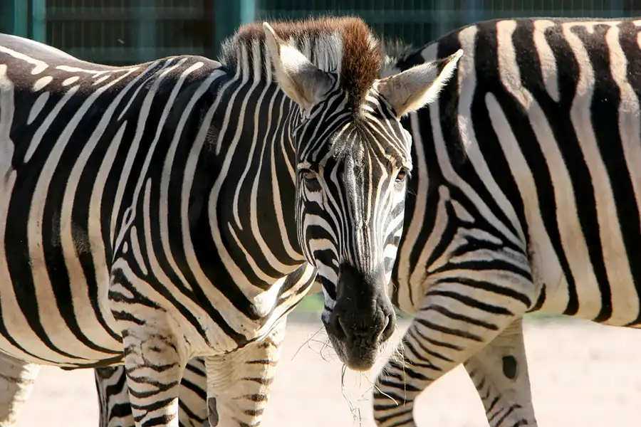 008 | 2005 | Berlin | Tierpark Friedrichsfelde | © carsten riede fotografie