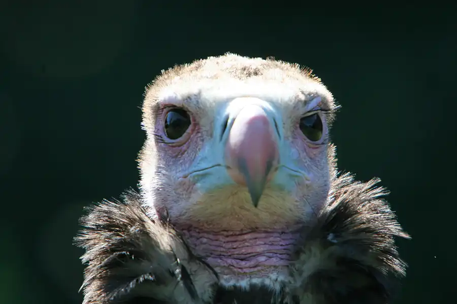 011 | 2005 | Berlin | Tierpark Friedrichsfelde | © carsten riede fotografie