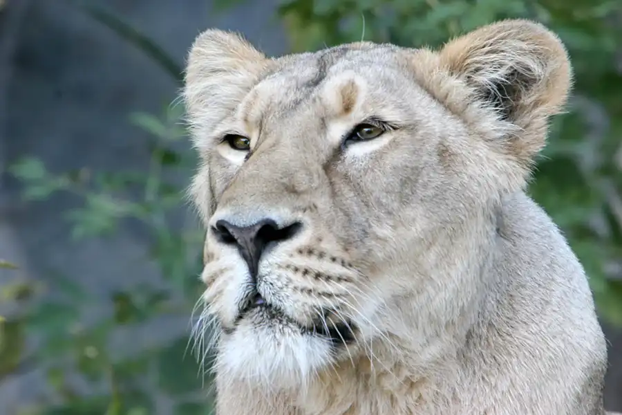 014 | 2005 | Berlin | Tierpark Friedrichsfelde | © carsten riede fotografie