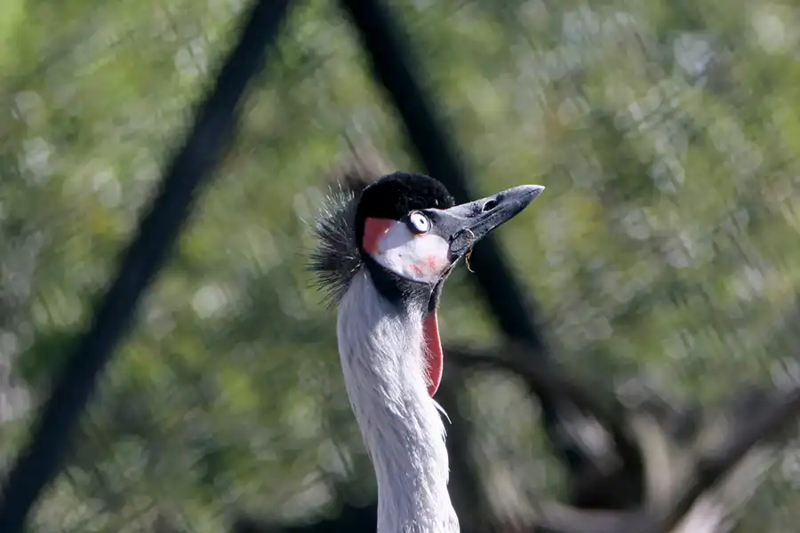 017 | 2005 | Berlin | Tierpark Friedrichsfelde | © carsten riede fotografie