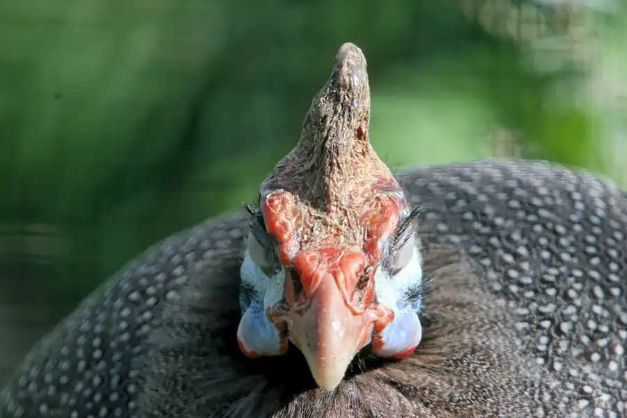 018 | 2005 | Berlin | Tierpark Friedrichsfelde | © carsten riede fotografie