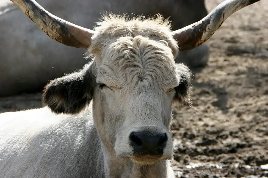 019 | 2005 | Berlin | Tierpark Friedrichsfelde | © carsten riede fotografie