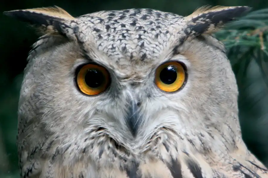 021 | 2005 | Berlin | Tierpark Friedrichsfelde | © carsten riede fotografie