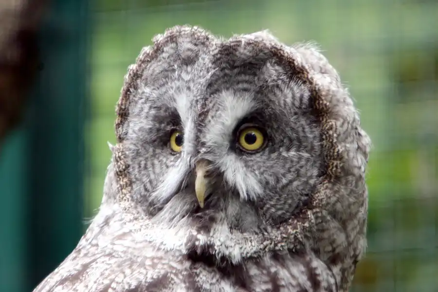 022 | 2005 | Berlin | Tierpark Friedrichsfelde | © carsten riede fotografie