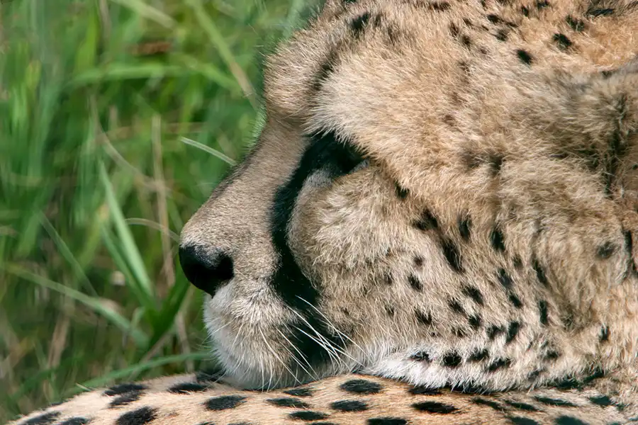 024 | 2005 | Berlin | Tierpark Friedrichsfelde | © carsten riede fotografie