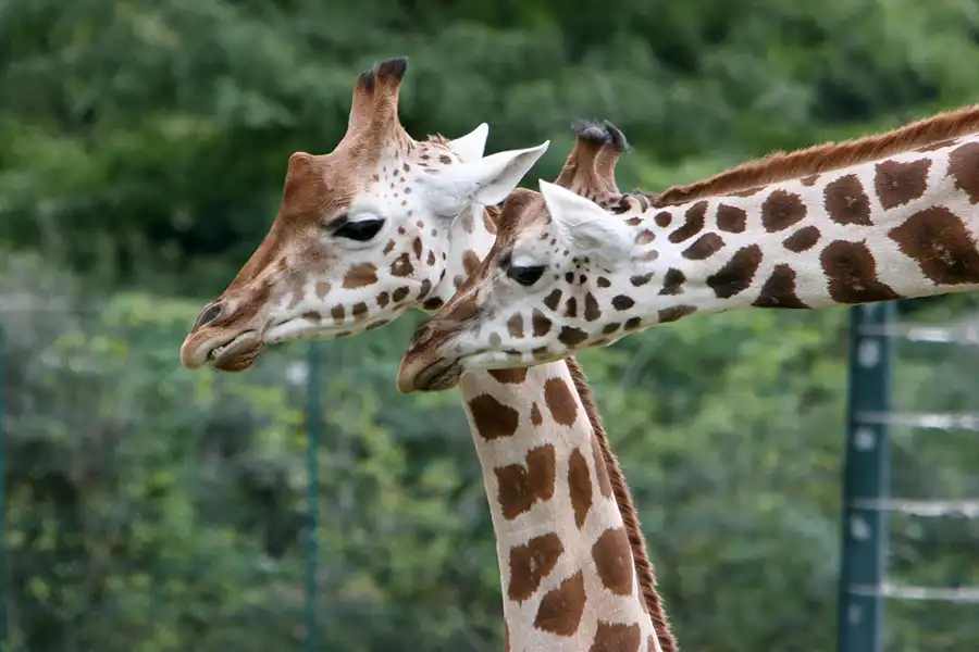 029 | 2005 | Berlin | Tierpark Friedrichsfelde | © carsten riede fotografie
