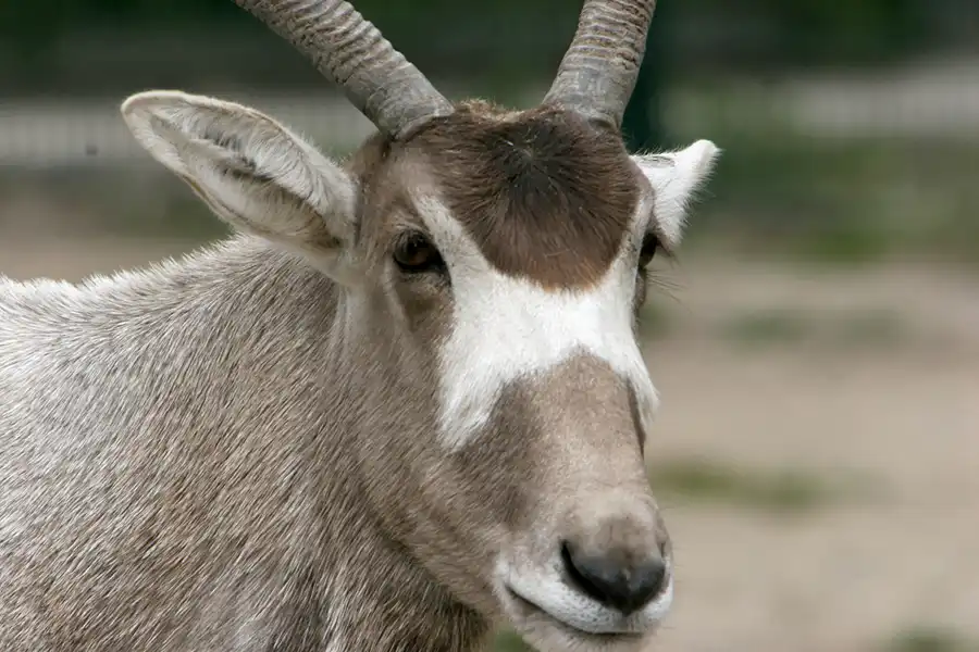 031 | 2005 | Berlin | Tierpark Friedrichsfelde | © carsten riede fotografie