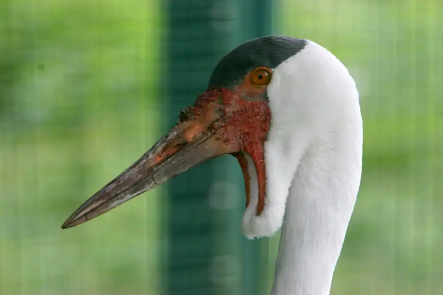 039 | 2005 | Berlin | Tierpark Friedrichsfelde | © carsten riede fotografie