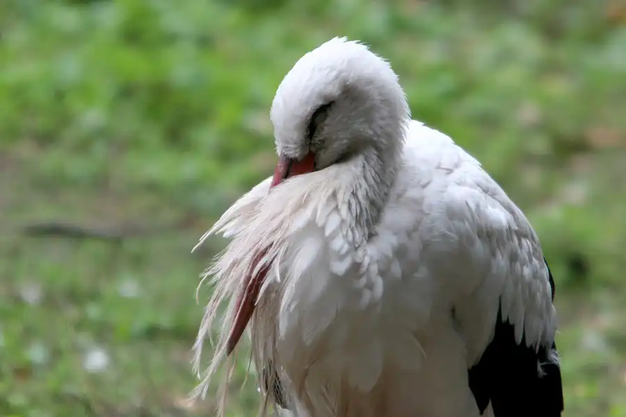 040 | 2005 | Berlin | Tierpark Friedrichsfelde | © carsten riede fotografie