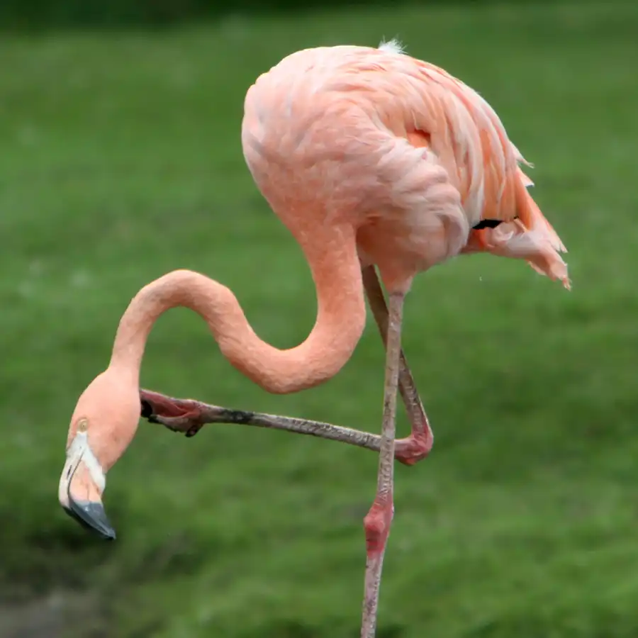 041 | 2005 | Berlin | Tierpark Friedrichsfelde | © carsten riede fotografie