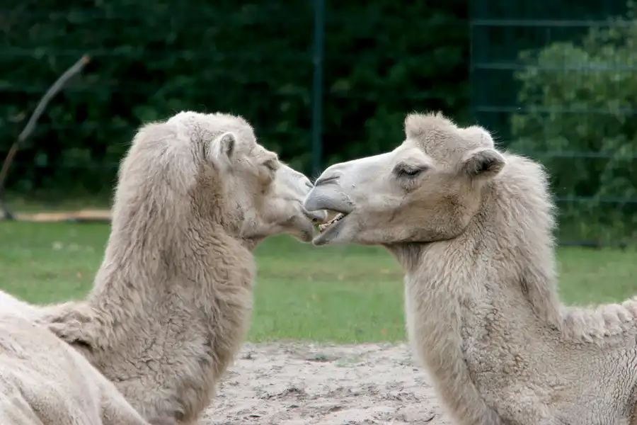 042 | 2005 | Berlin | Tierpark Friedrichsfelde | © carsten riede fotografie