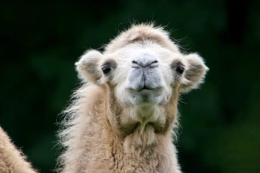 043 | 2005 | Berlin | Tierpark Friedrichsfelde | © carsten riede fotografie