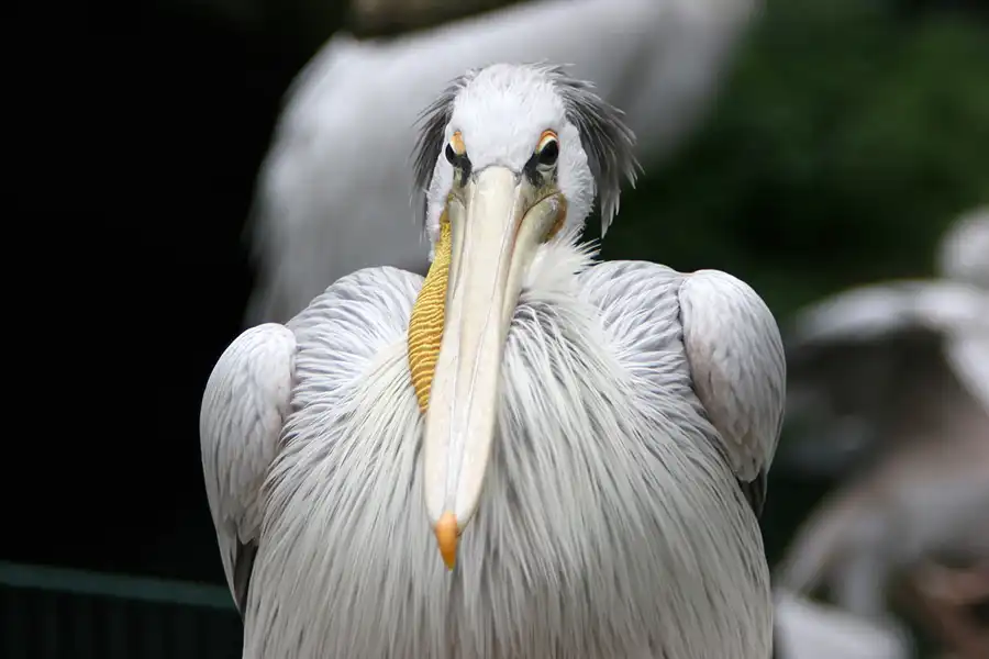 048 | 2005 | Berlin | Tierpark Friedrichsfelde | © carsten riede fotografie