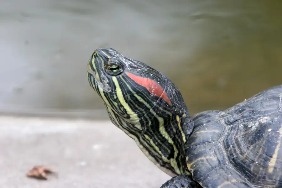 051 | 2005 | Berlin | Tierpark Friedrichsfelde | © carsten riede fotografie
