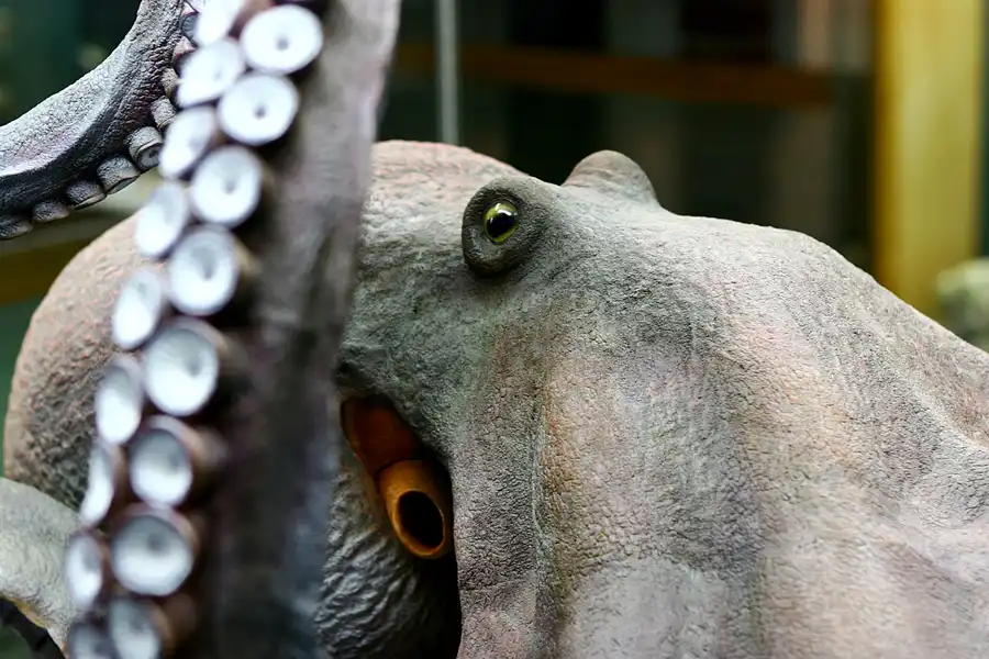 092 | 2006 | Stralsund | Meeresmuseum | © carsten riede fotografie