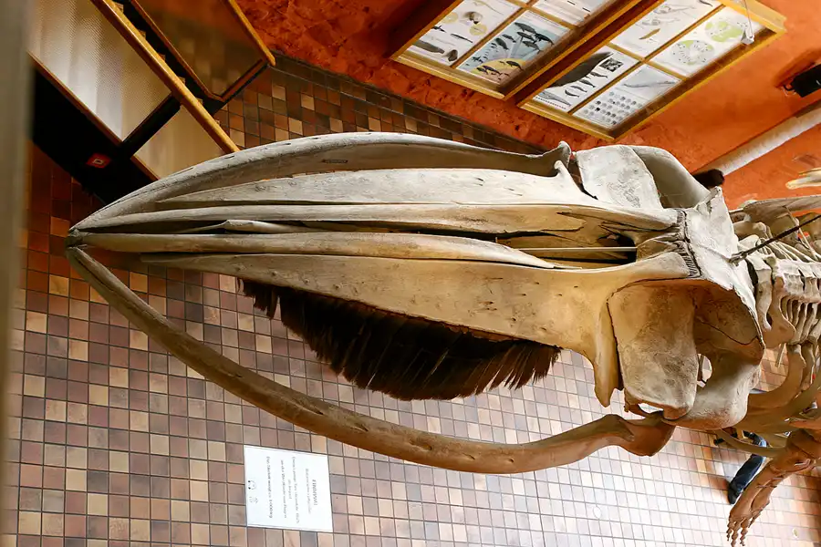 093 | 2006 | Stralsund | Meeresmuseum | © carsten riede fotografie