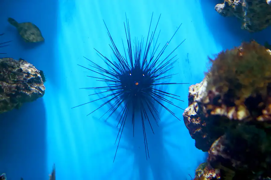 094 | 2006 | Stralsund | Meeresmuseum | © carsten riede fotografie